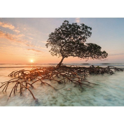 RED MANGROVE - PUZZLE